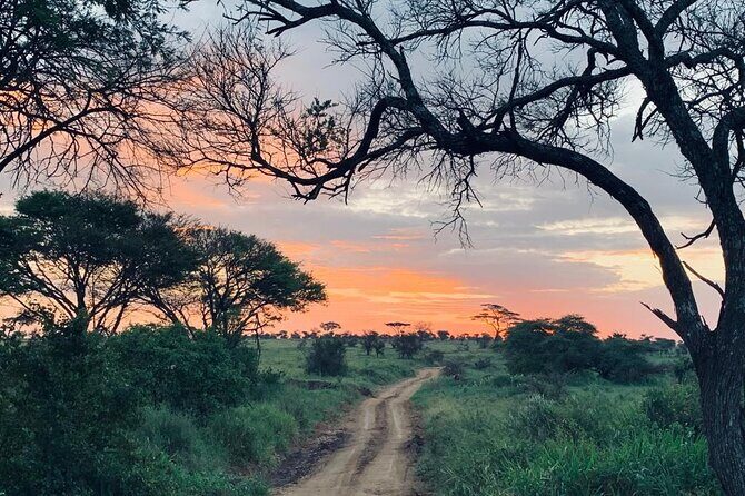 03 days Serengeti and Ngorongoro Crater group (camping) - Day 3 in Ngorongoro: The Wildlife Concentration Effect