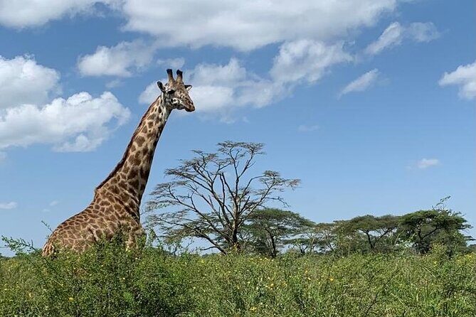 04 Days Tarangire, Serengeti and Ngorongoro crater group (Camping - Day 1: Tarangire Morning Game Drive and Karatu Night