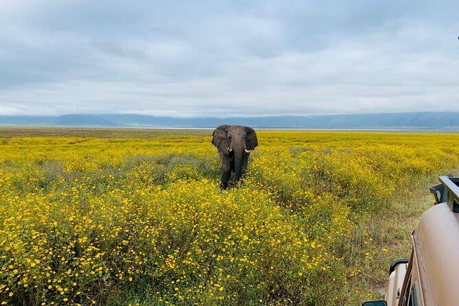 04 Days Tarangire, Serengeti and Ngorongoro crater group (Camping - Day 4: Crater Floor Game Drive With Picnic Lunch, Then Back to Arusha