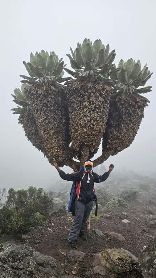 #1. Best Kilimanjaro Day hike Tour-Machame Route-ISMANI - Walking the Machame rainforest: plants, mist, and real footing
