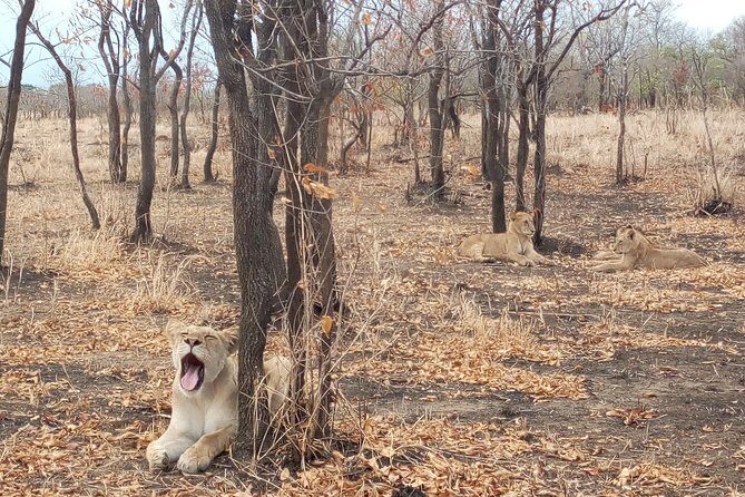 1 Day Safari to Mikumi National Park - Key highlights worth your attention