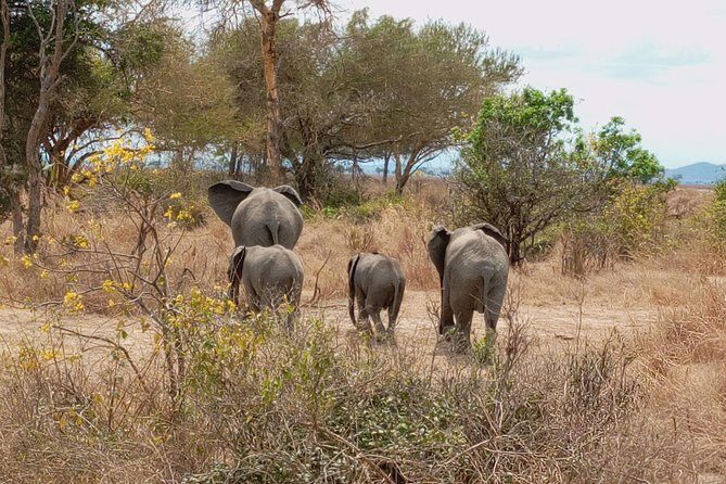 1 Day Safari to Mikumi National Park - Game drive time: what to expect when you’re in the park