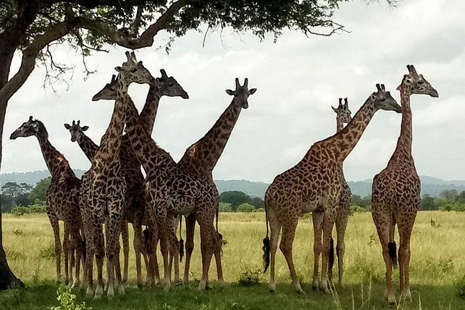 1 Day Safari to Mikumi National Park - The role of the driver guide: why it matters more than you think