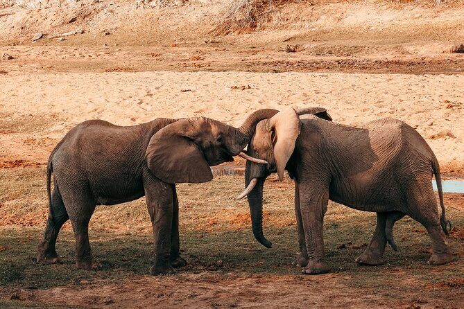 1-Day Selous (Nyerere National Park) Fly-In Safari from Zanzibar - Key Highlights You’ll Feel Immediately