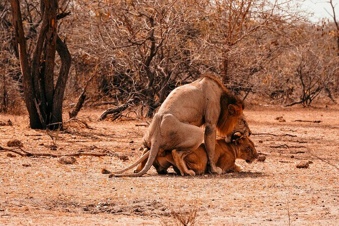 1-Day Selous (Nyerere National Park) Fly-In Safari from Zanzibar - One-Day Nyerere: The Safari “Yes” for Busy Itineraries