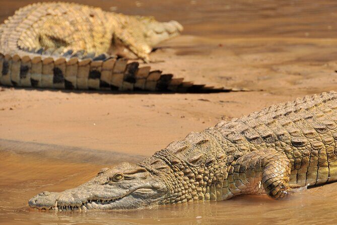 1-Day Selous (Nyerere National Park) Fly-In Safari from Zanzibar - The Rufiji River Feel: Why This Park Can Deliver