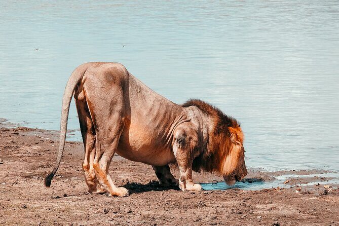 1-Day Selous (Nyerere National Park) Fly-In Safari from Zanzibar - Price and Value: Is $550 a Good Deal?