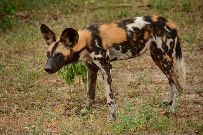 1-Day Selous (Nyerere National Park) Fly-In Safari from Zanzibar - What’s Included, What’s Not, and What You Should Bring