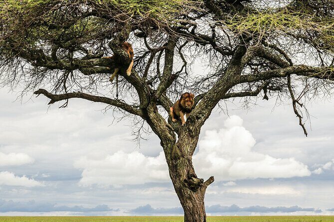 10-Day Predators Tanzania Safari Luxury Package - Moshi and Arusha: where your safari really starts