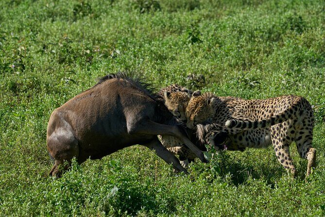 10-Day Predators Tanzania Safari Luxury Package - Manyara National Park: birdlife first, then the cats