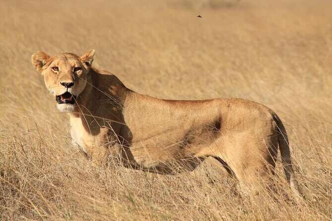 10-Day Predators Tanzania Safari Luxury Package - Lake Eyasi on Day 10: Datoga and bushmen encounters before your drop-off