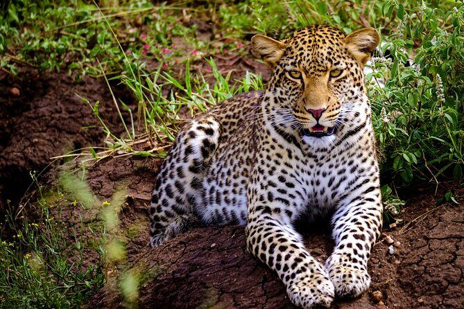 10-Day Predators Tanzania Safari Luxury Package - Tarangire walking safari with an armed ranger: seeing the ecosystem at ground level