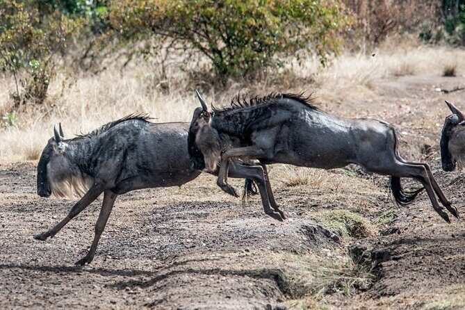 10-Day Serengeti Wildebeest Migration Safari from Arusha - Ngorongoro Crater day: what you should be ready for