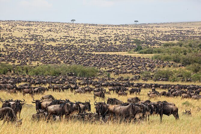 10-Day Serengeti Wildebeest Migration Safari from Arusha - Price and value: what $5,512.83 buys you (and what it doesn’t)