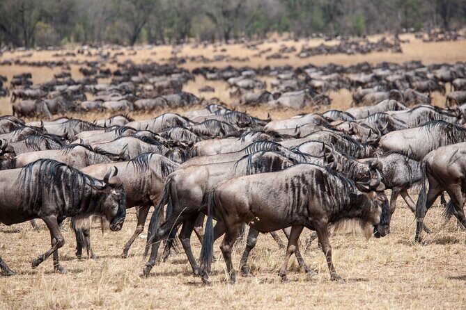 10-Day Serengeti Wildebeest Migration Safari from Arusha - Practical considerations before you commit