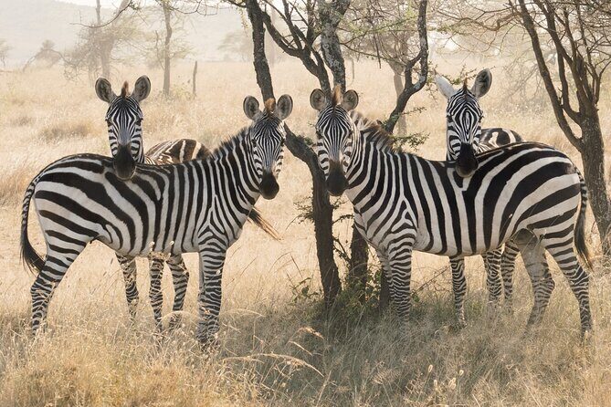 12 days Luxury Tanzania Honeymoon Safari and Zanzibar - The honeymoon engine: guide quality, safe driving, and responsive planning