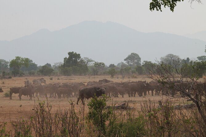 2-Day Private Mikumi National Park Tour with Pickup - Mikumi From Dar: The Value of a Real Safari Schedule
