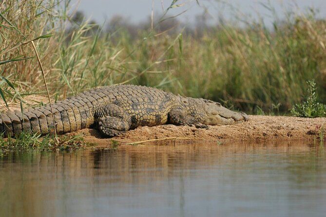 2-Day Private Mikumi National Park Tour with Pickup - Day 2 Dawn Safari: Predator Hunting When the Park Wakes Up