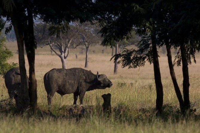 2 Day safari to Mikumi departure from Zanzibar - Key highlights to know before you go
