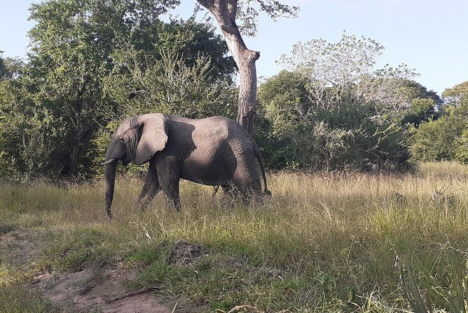 2 Day safari to Mikumi departure from Zanzibar - A 2-Day Mikumi Safari Out of Zanzibar: What You’re Really Buying