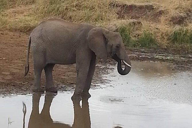 2 Day safari to Mikumi departure from Zanzibar - Day 2 in Mikumi: Sunrise Game Drive and Bird Watching