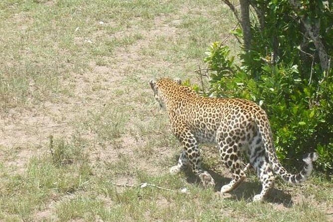 2 Day safari to Mikumi departure from Zanzibar - Wildlife Chances at Mikumi (and How to Make the Guide’s Work Easier)