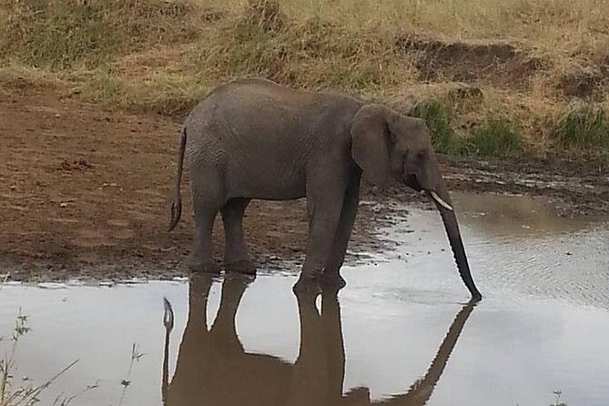 2 Day safari to Mikumi departure from Zanzibar - Practical Tips Before You Go (So Day 2 Doesn’t Feel Like a Scramble)