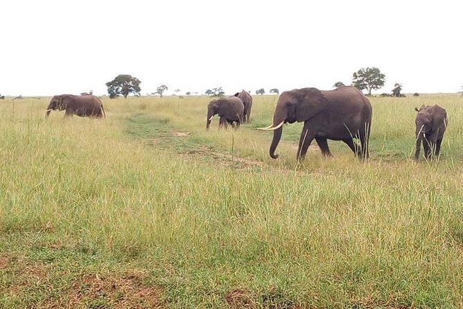 2 Day Safari To Mikumi National Park + transfers from Dar Es Salam - Why Mikumi Works So Well for Dar Es Salaam–Based Trips