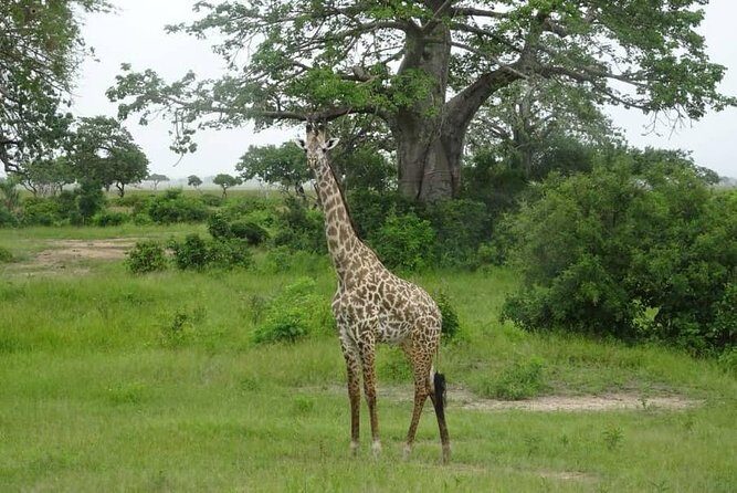2 Day Safari To Mikumi National Park + transfers from Dar Es Salam - Price and What You Actually Get for $902.57