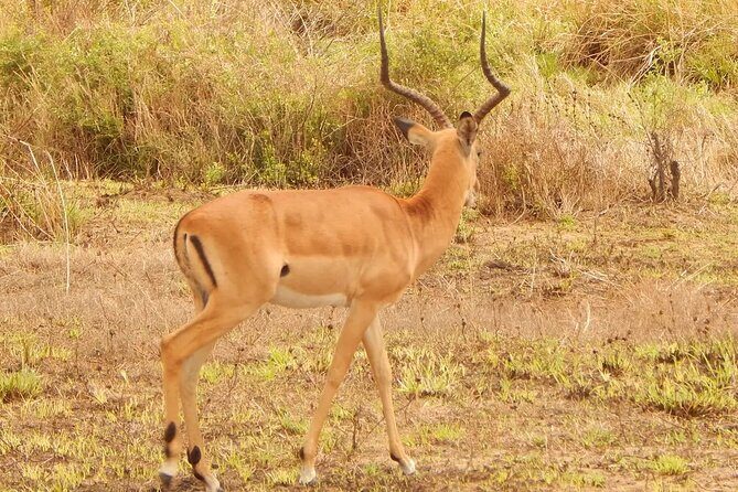 2 Day Safari To Mikumi National Park + transfers from Dar Es Salam - Day 2: Morning Game Drive, Bandas Camp Lunch, and Sunset Chasing