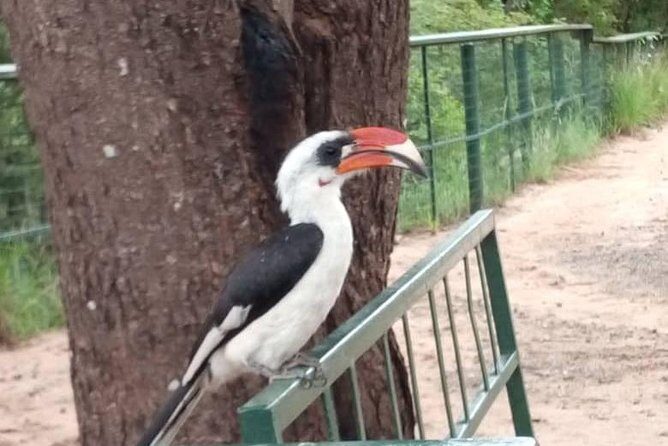 2 Day Safari To Mikumi National Park + transfers from Dar Es Salam - Accommodation and Meals: What You’ll Feel, Not Just What You’re Told