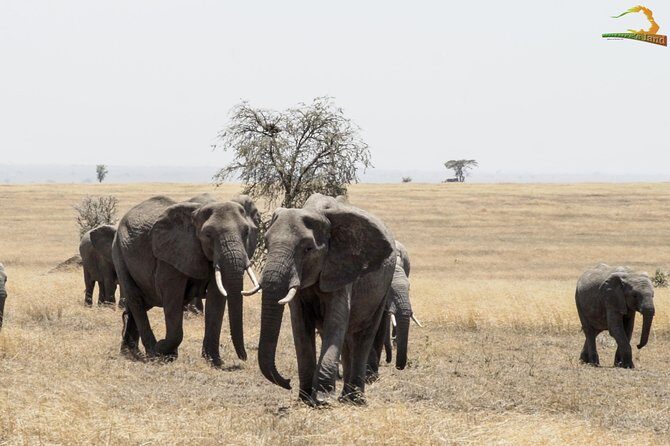 2 Day Serengeti Safari Experience from Mwanza - Day-One Game Viewing: One Full Day in the Park