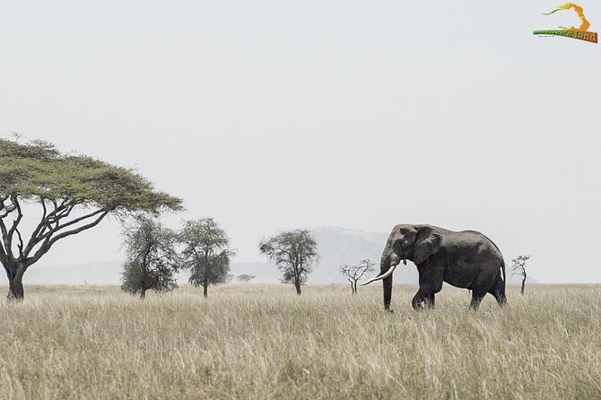 2 Day Serengeti Safari Experience from Mwanza - Safety and Communication: Radio Calls and a Tracking System