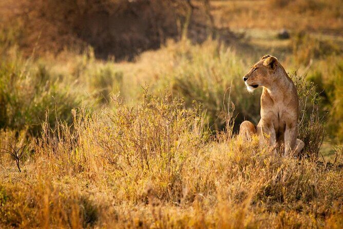 2 Days 1 Night Mikumi National Park from Dar es salaam - Key things to know before you go