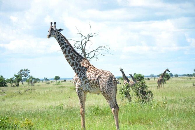 2 Days 1 Night Mikumi National Park from Dar es salaam - Why Mikumi Works When You Only Have 48 Hours