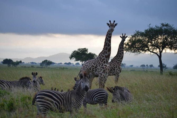 2 Days 1 Night Mikumi National Park from Dar es salaam - Guides and the Ecosystem Talk That Actually Helps