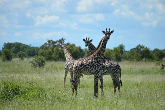 2 Days 1 Night Mikumi National Park from Dar es salaam - Transportation: Private Transfers, Small Group Size, and Wi‑Fi Comfort