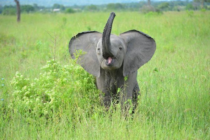 2 Days 1 Night Mikumi National Park from Dar es salaam - Price and Value: What $670 Includes (and Why It Can Be Fair)