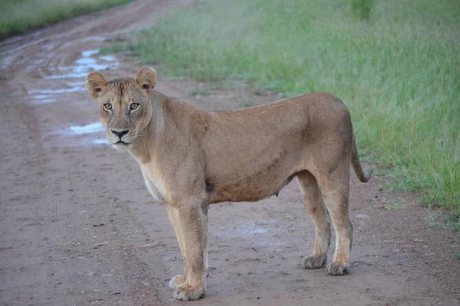 2 Days 1 Night Mikumi National Park from Dar es salaam - What You’ll Likely See in Mikumi (So You Can Set Expectations)