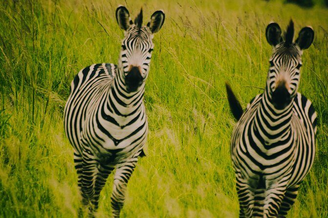 2 Days 1 Night Mikumi National Park from Dar es salaam - Who This Safari Fits Best