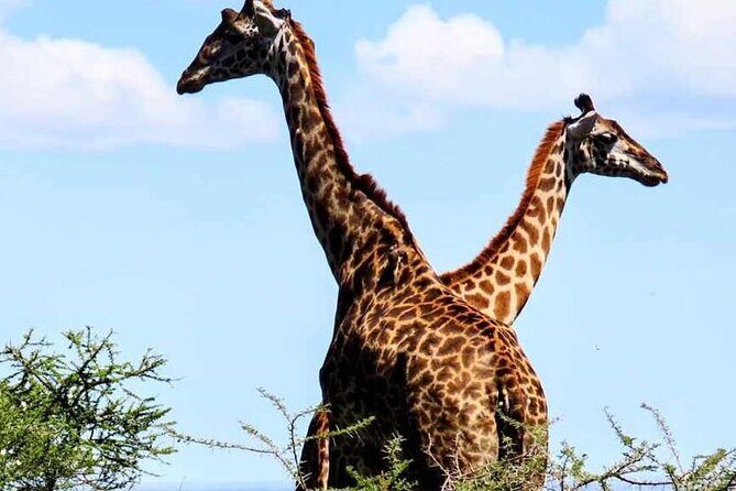 2 Days and 1 Night Mikumi Safari Private Tour - Key highlights to know before you go