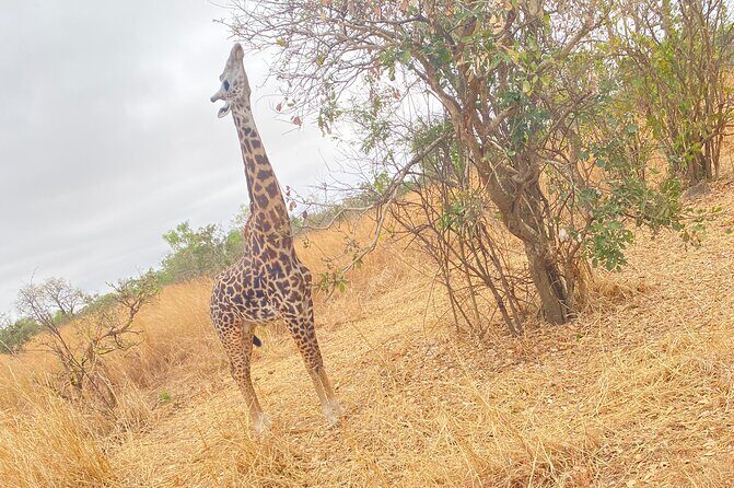 2 Days and 1 Night Mikumi Safari Private Tour - Why Mikumi National Park works for a short 2-day safari