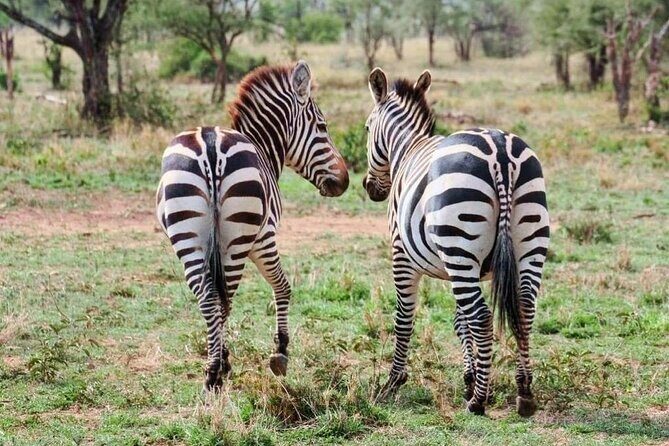 2 Days and 1 Night Mikumi Safari Private Tour - What you’ll learn and who the tour is best for