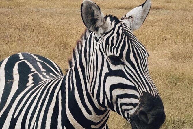2 Days and 1 Night Mikumi Safari Private Tour - Dar es Salaam to Mikumi: the long transfer plus the Msolwa break