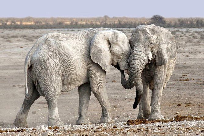 2 Days Group Joining Camping Safari Tarangire Park and Ngorongoro Crater - Two Parks, One Camping Night: What This 2-Day Safari Really Means