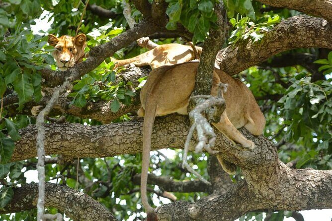 2 Days Group Joining Camping Safari Tarangire Park and Ngorongoro Crater - Camp Night at Kizumba Campsite: Full Board Helps You Recharge