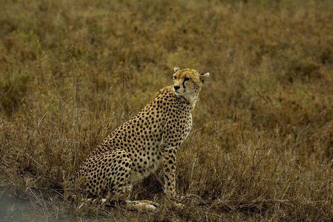 2 Days Group Joining Camping Safari Tarangire Park and Ngorongoro Crater - Price and Logistics: Does $500 Per Person Really Add Up?