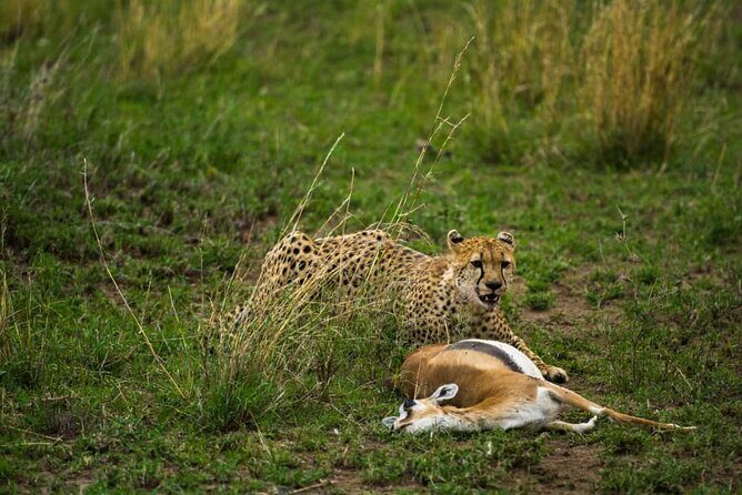 2 Days Group Joining Camping Safari Tarangire Park and Ngorongoro Crater - Getting From Arusha To Tarangire: Your Day 1 Starts Early