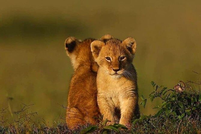 2 days Mid Range Safari in Ngorongoro and Tarangire Big 5 Parks - Why Tarangire and Ngorongoro Work So Well Together