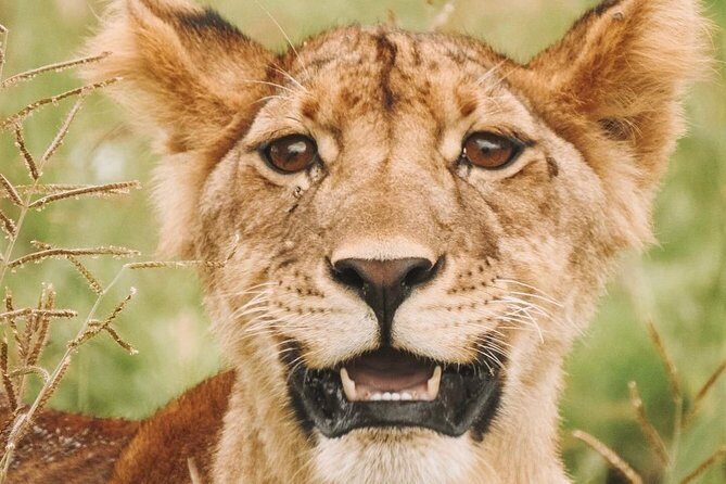 2 days Mid Range Safari in Ngorongoro and Tarangire Big 5 Parks - Camping Night Included: Tent, Mattress, and How to Pack for Comfort